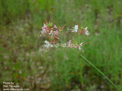 gaura, biennial